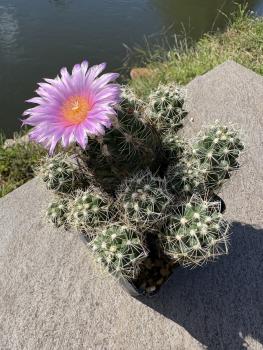 Preview: Thelocactus leucacanthus violett